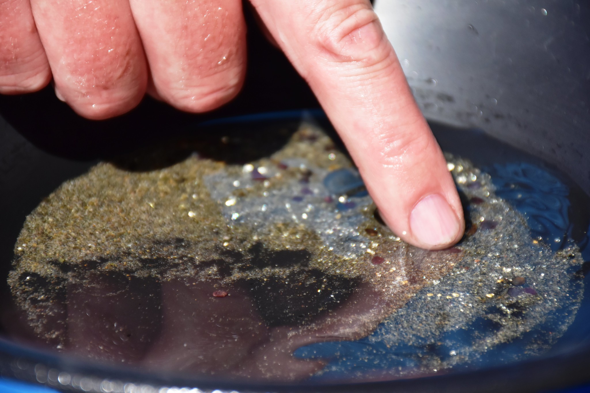Panning for Gold at Miner's Jubilee pointing to the small flecks of gold visible in the pan