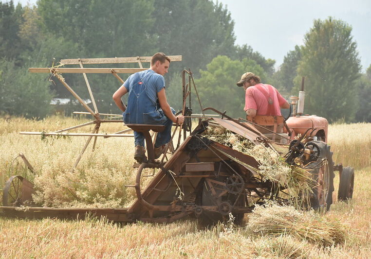 Using vintage tractor to harvest oats in Halfway Oregon
